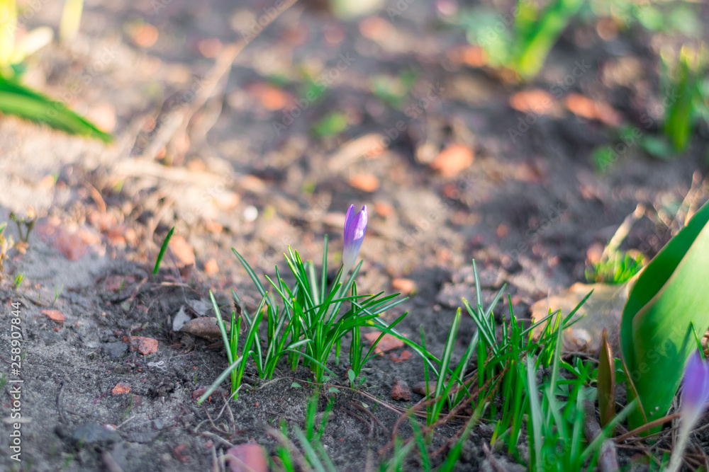 Growing purple crocus. First spring flowers