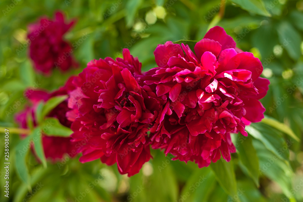 Red peonies in the garden. Blooming red peony. Closeup of beautiful red Peonie flower. Red peonies in the garden. Blooming red peony. Closeup of beautiful red Peonie flower.