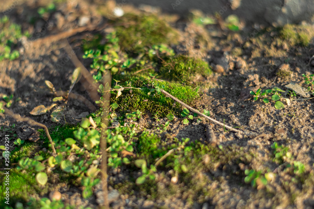 Green moss growing on the ground Green moss growing on the ground