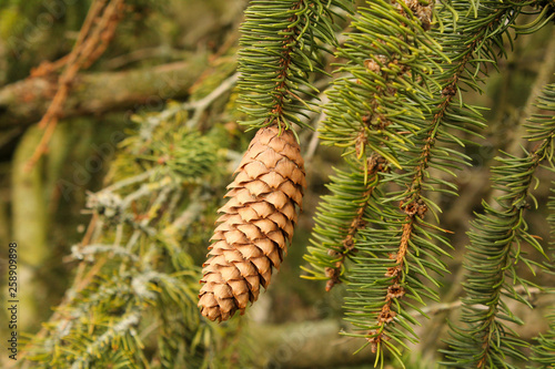 a pine cone and branches with green needles macro 