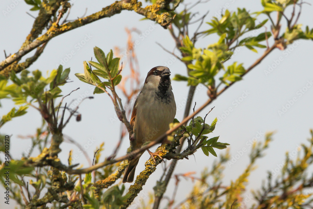 a sparrow is singing at a branch with fresh green leaves in the garden in springtime