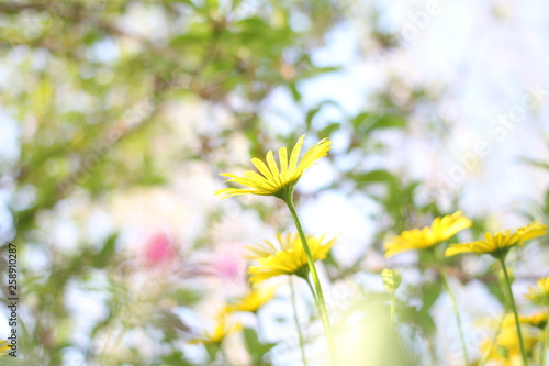 flowering yellow marguerite daisies macro with a soft blue and green background