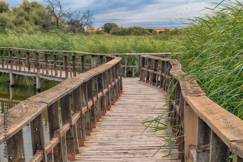 Pasarela de madera en la naturaleza. Parque Nacional Tablas de Daimiel. Ciudad Real. Castilla La Mancha. Espa  a.