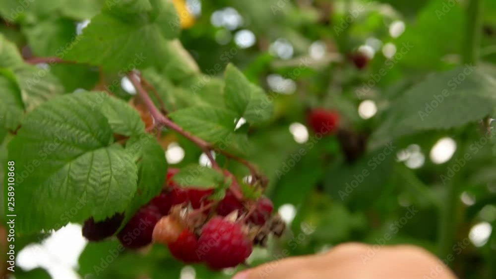 Kids hand takes juicy ripe large berries of a raspberry from a branch in the garden, sunny summer day Kids hand takes juicy ripe large berries of a raspberry from a branch in the garden, sunny summer day