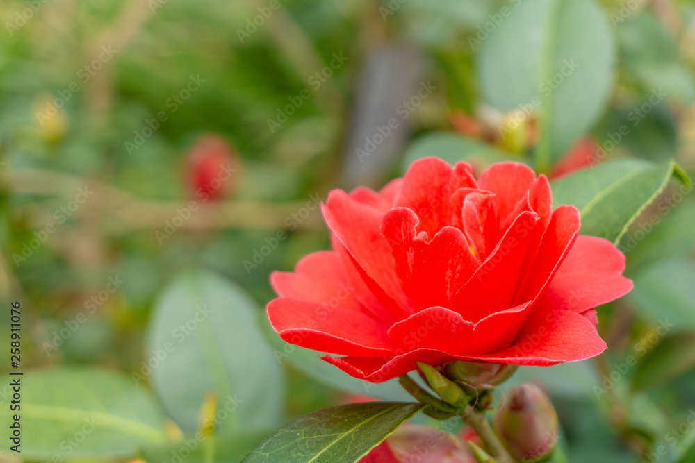 Rote Kamelie Freedom Bell (Camellia japonica) im März. Blühende rote Kamelie im Frühling. Nahaufnahme einer roten Kamelienblüte.