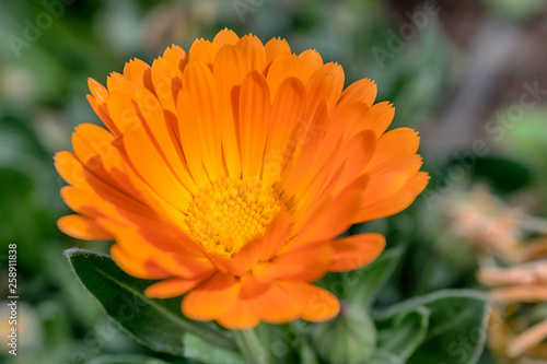 Flor naranja en primavera