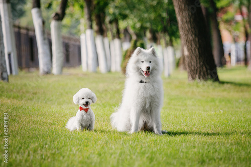 Two white dogs sitting together