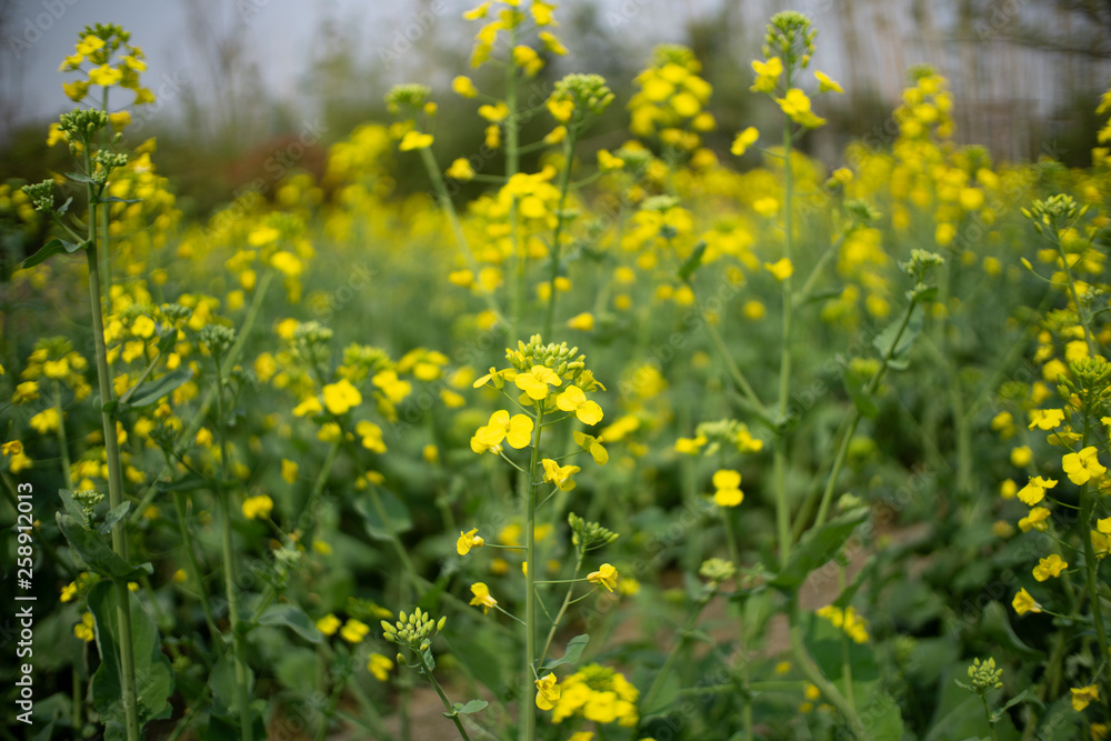 Fototapeta premium rapeseed flowers blooming in field