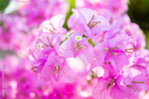 Beautiful bouquet of blue and pink bougainvillea flowers on a tree close up.