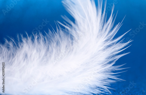White feather on blue background. Close-up