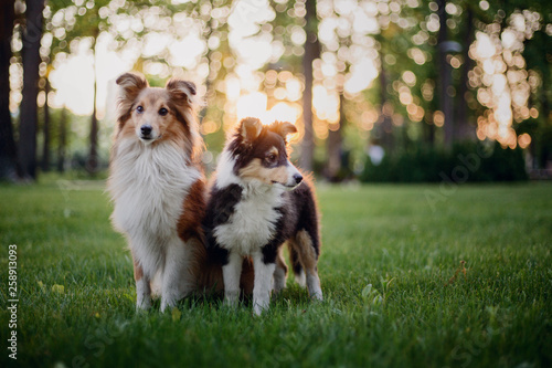 Two dogs Shetland Sheepdog sitting together. Puppy and adult dog, family, group of dogs of the same breed.
