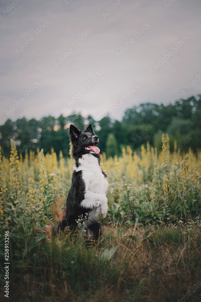 Border collie dog in the grass