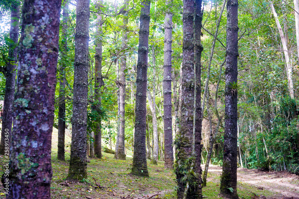 Fototapeta premium trees in the forest