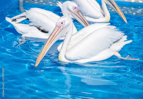 White pelican bird with yellow long beak swims in the water pool, close up photo