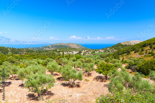 Olive trees. Zakynthos, Greek island