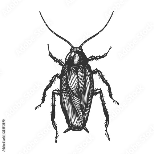 Cockroach bug insect sketch engraving vector illustration. Scratch board style imitation. Black and white hand drawn image.
