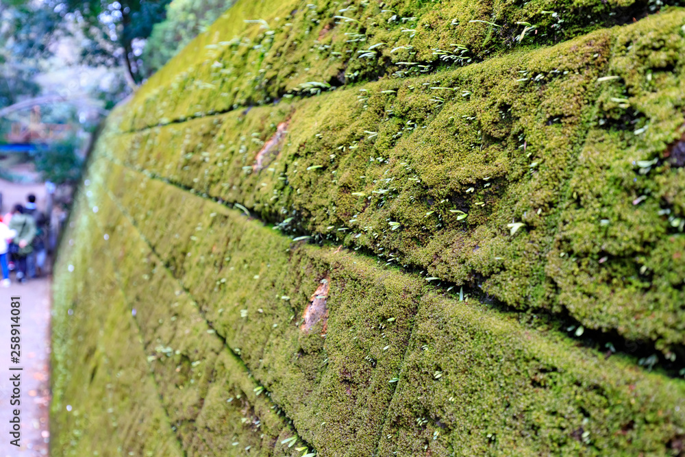 Obraz premium 苔むした石垣