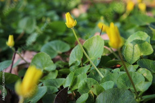 Wallpaper Mural Yellow flower  Torontodigital.ca