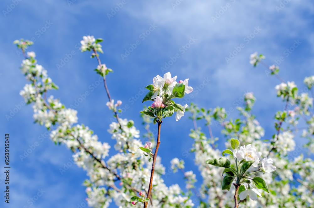 Flowering apple tree against a blue sky Flowering apple tree against a blue sky