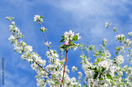 Flowering apple tree against a blue sky