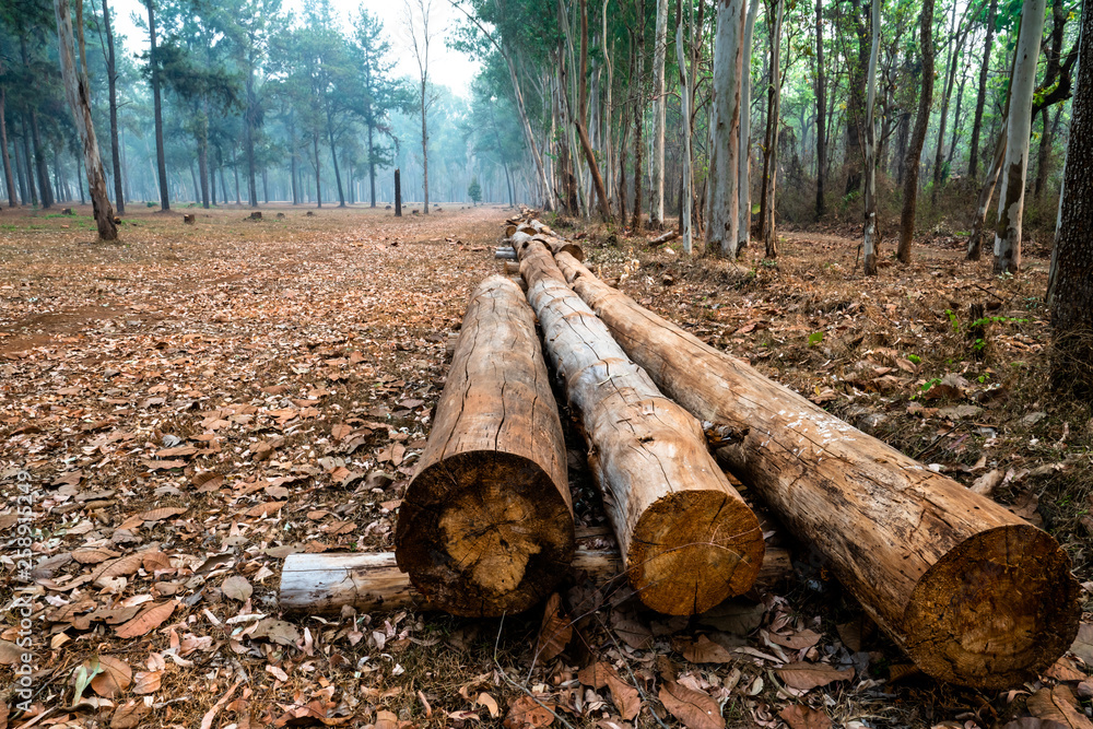 Pinewood logs lying on the ground in pine tree forest. Pinewood logs lying on the ground in pine tree forest.