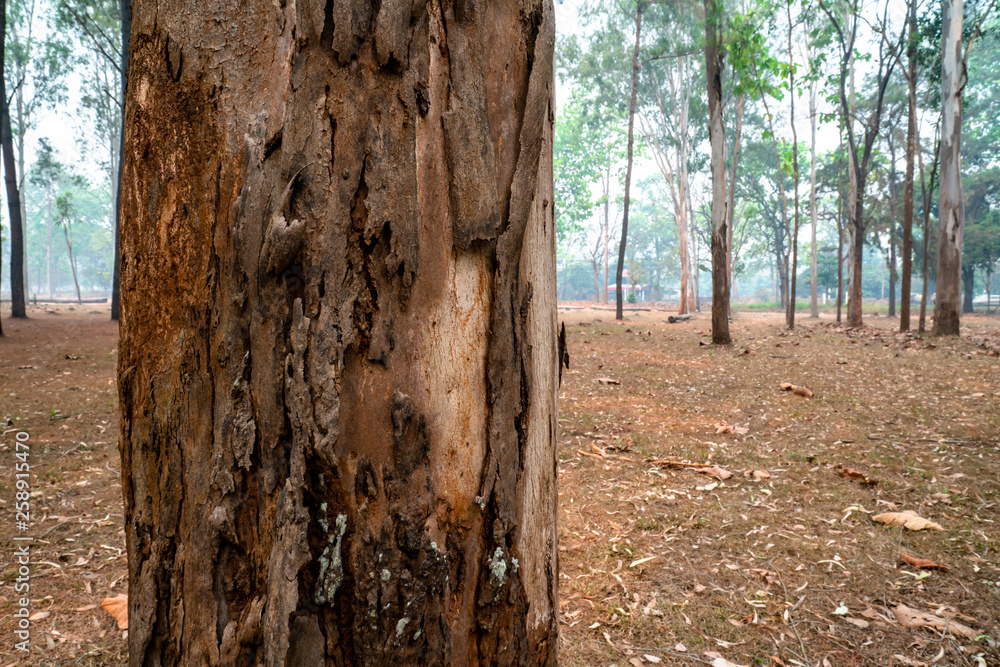 Fototapeta premium Closeup of pine tree trunk with detailed surface in the middle of pine tree forest.