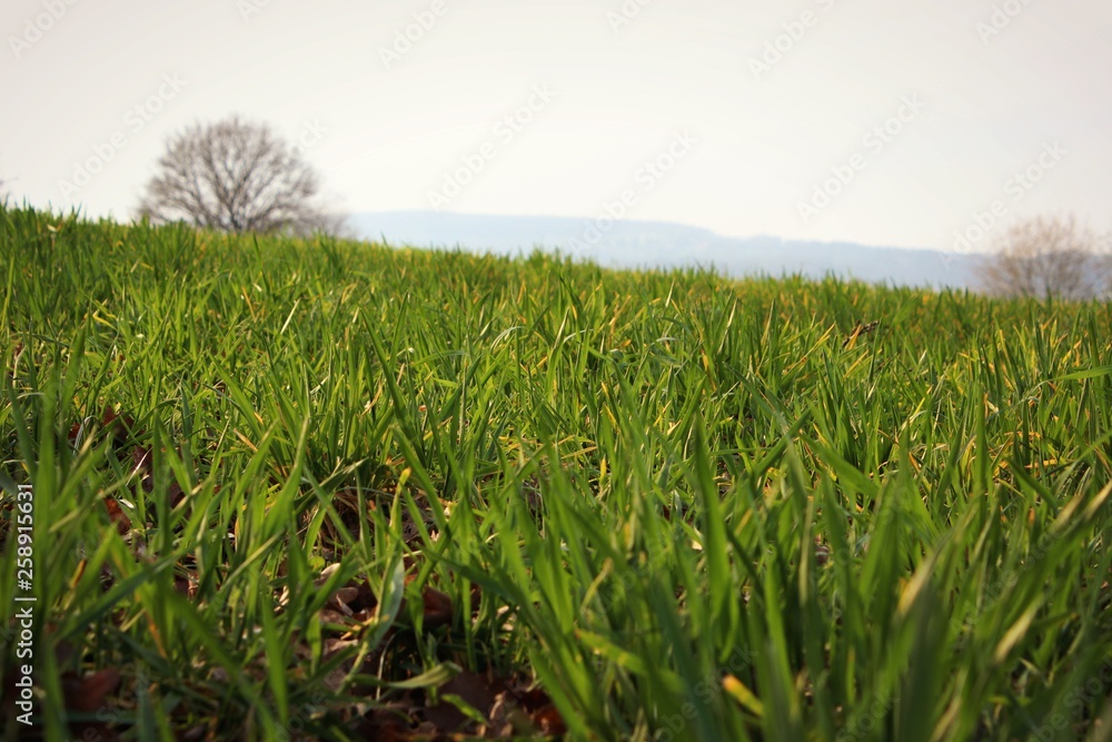 Fototapeta premium Green grass 