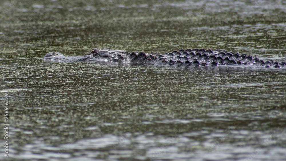 Fototapeta premium See you later, alligator