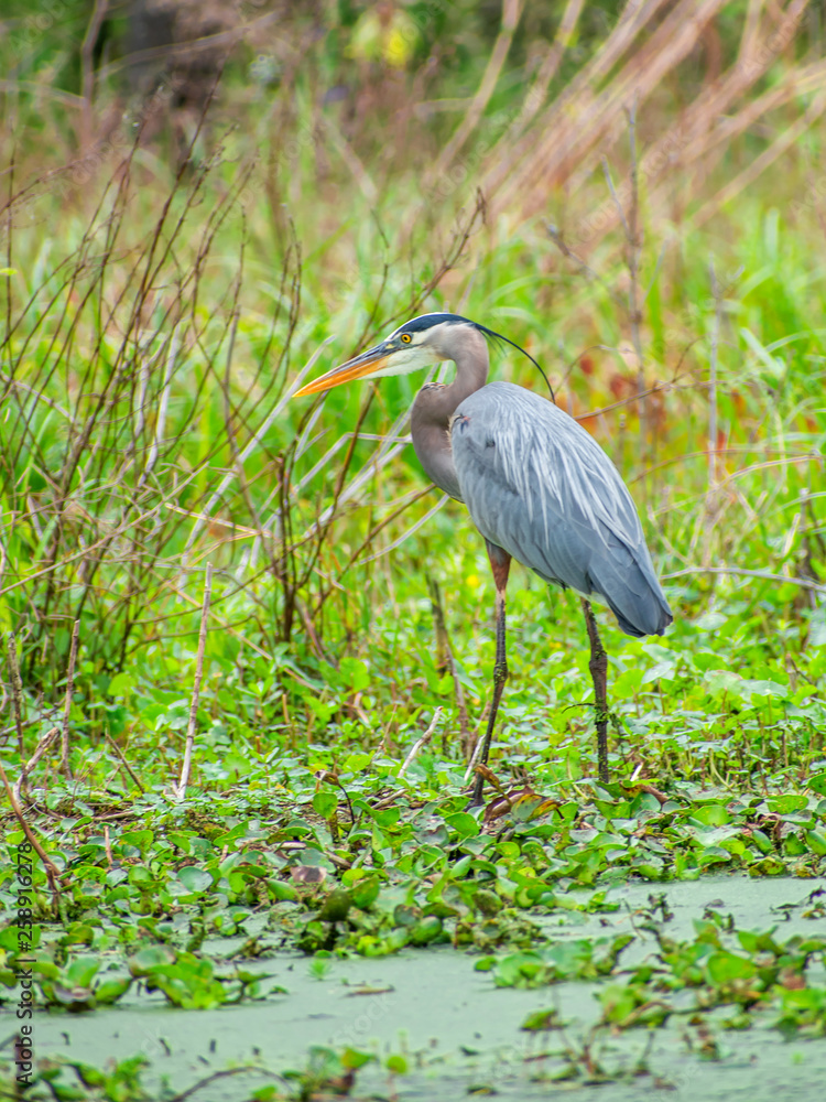 Grey heron is enjoying sunny day at swamp