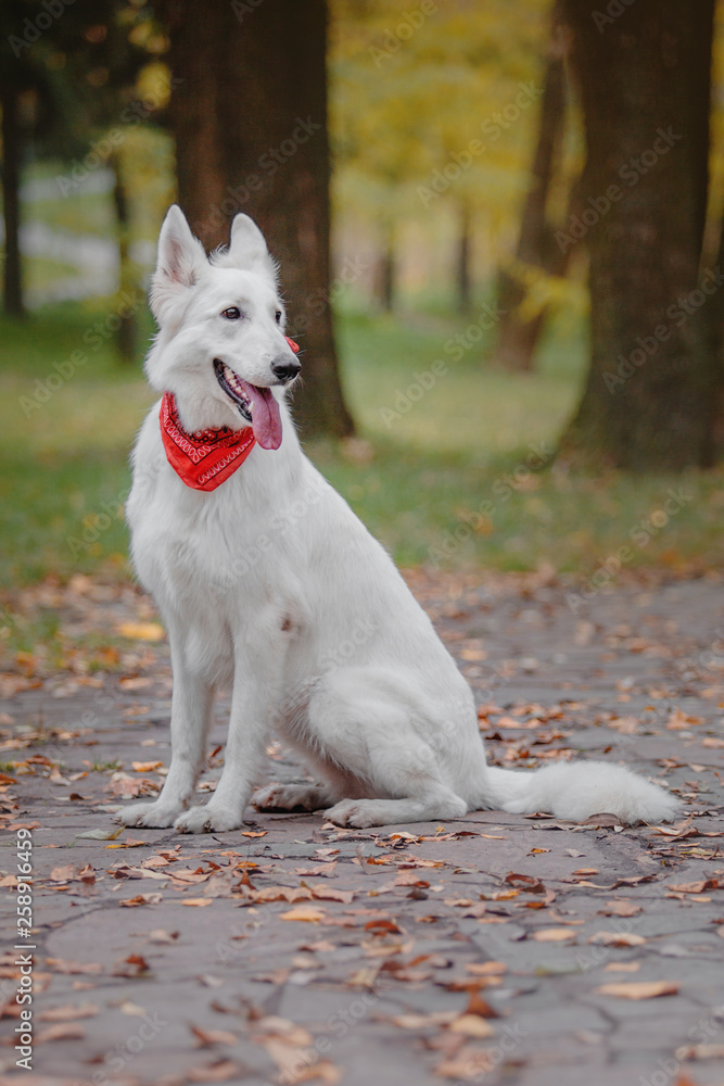 Cute White Swiss Shepherd Dog outdoor portrait in autumn