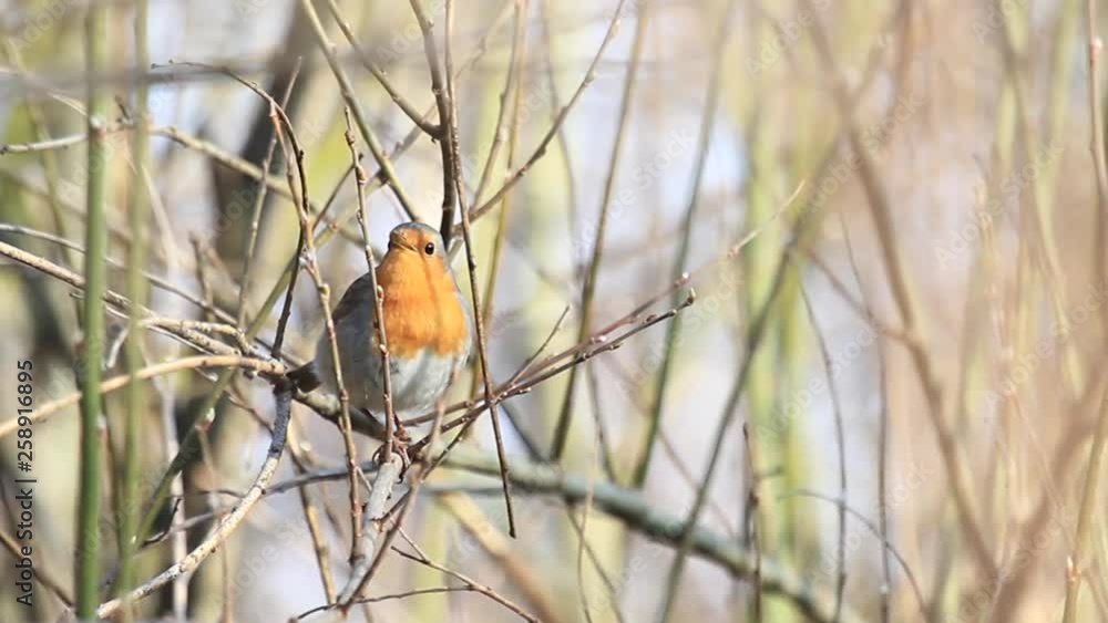 robin sitting in the bushes singing a song robin sitting in the bushes singing a song