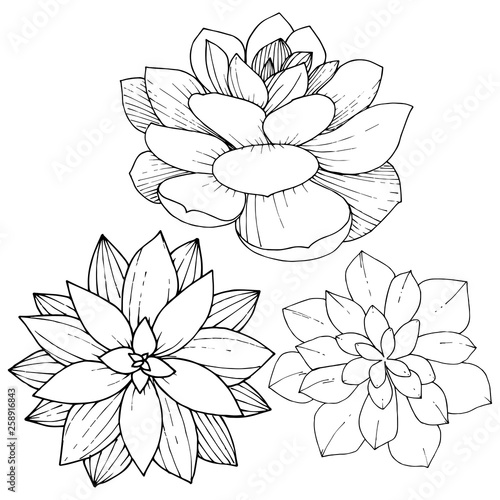 Vector Succulents floral botanical flower. Black and white engraved ink art. Isolated succulents illustration element.