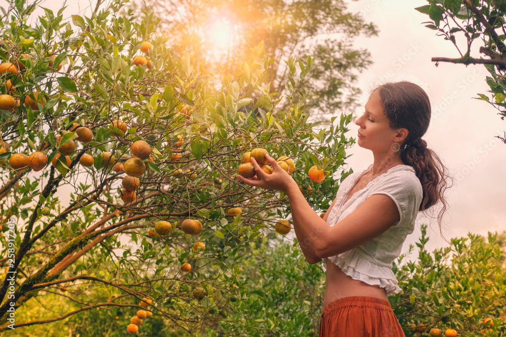 Young woman in the tangerine garden, plucking fruit from the tree Stock  Photo | Adobe Stock
