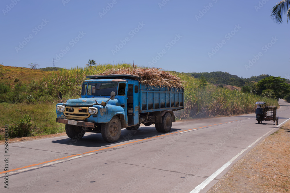 sugar cane trucks transportation in north of cebu with sugar cane fields banana plants and palmtrees on a countryside road a philippine rural scene 