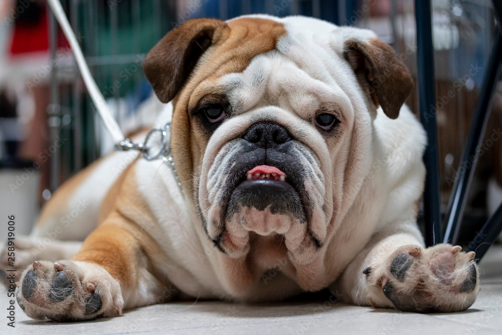 Tired bulldog rests on the floor