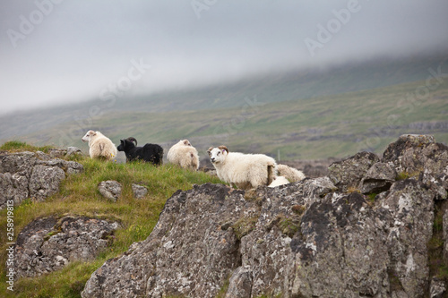 Icelandic sheeps on a pasture in Iceland with a mountain in the background