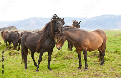 Icelandic Horses © Елена Олейникова