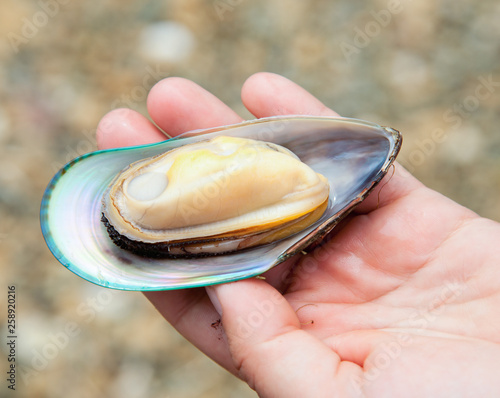 Hand holding freshly cooked green lipped mussel photo