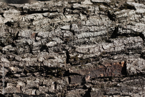 bark of walnut tree, macro, background texture