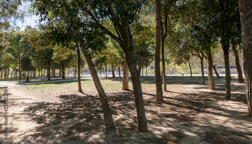 parque con árboles en un dia de sol