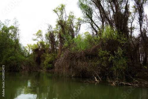 The serene day of spring in the Danube meadow