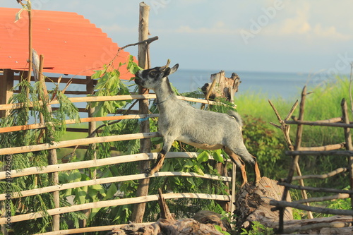Goat of Atauro Island - Timor Leste photo
