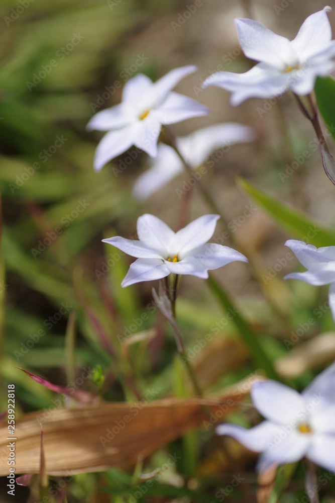 にらの花 にらの花