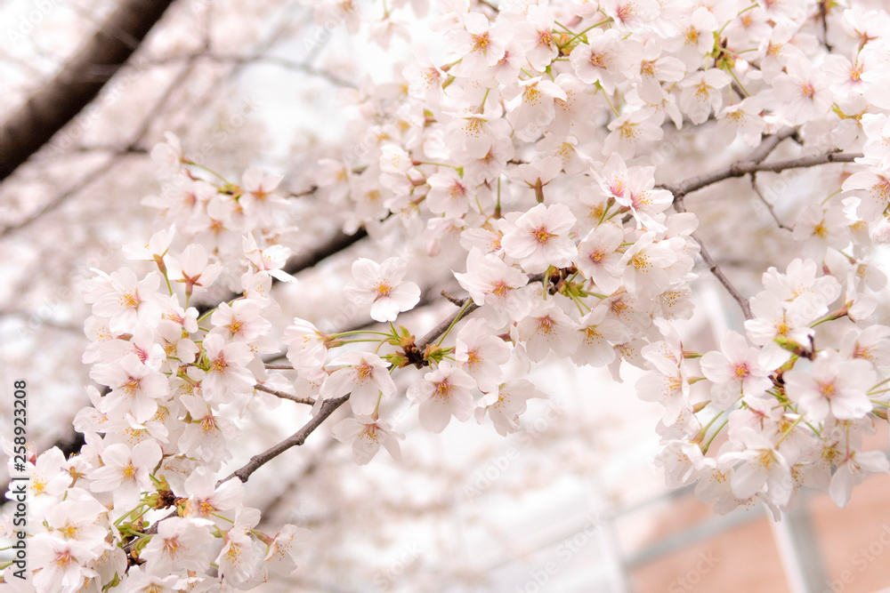 Fototapeta premium 桜