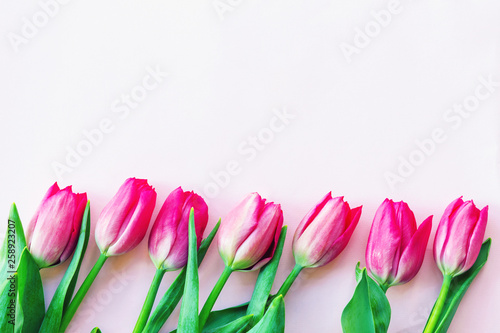 Fototapeta Naklejka Na Ścianę i Meble -  Purple tulips on a pink background. Spring concept. Top view, flat lay, copy space.
