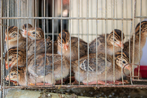 Quail in a cage