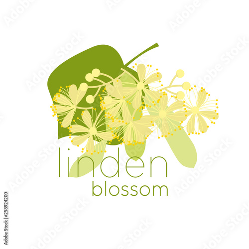 Linden blossom flat color vector illustration