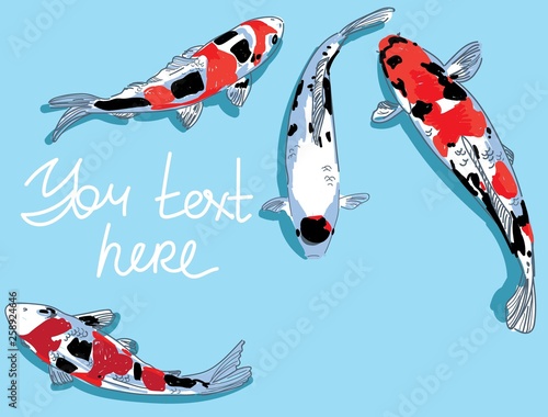 Background for text with koi carps. Multi-colored spotted fish. Bulk pattern with shadow.