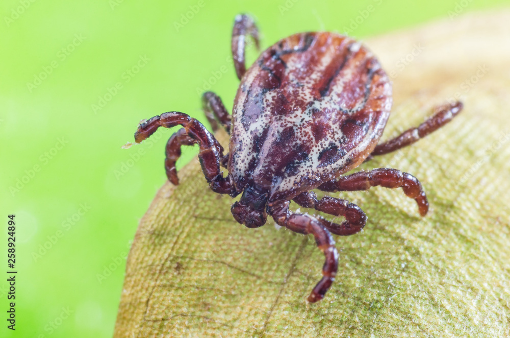 The mite sits on a dry leaf, dangerous parasite and a carrier of infections The mite sits on a dry leaf, dangerous parasite and a carrier of infections