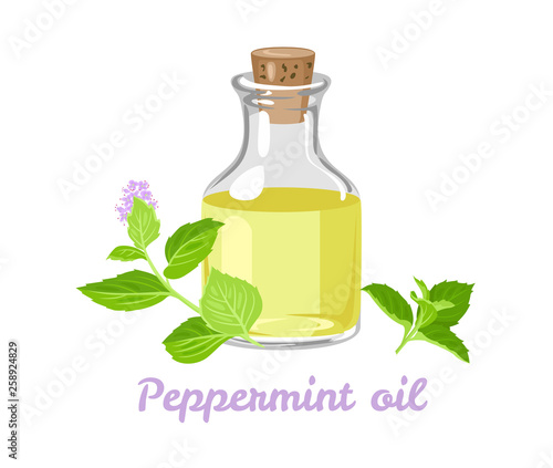 Peppermint essential oil. Glass bottle with mint oil and fresh leaves isolated on white background. Vector illustration in cartoon flat style.